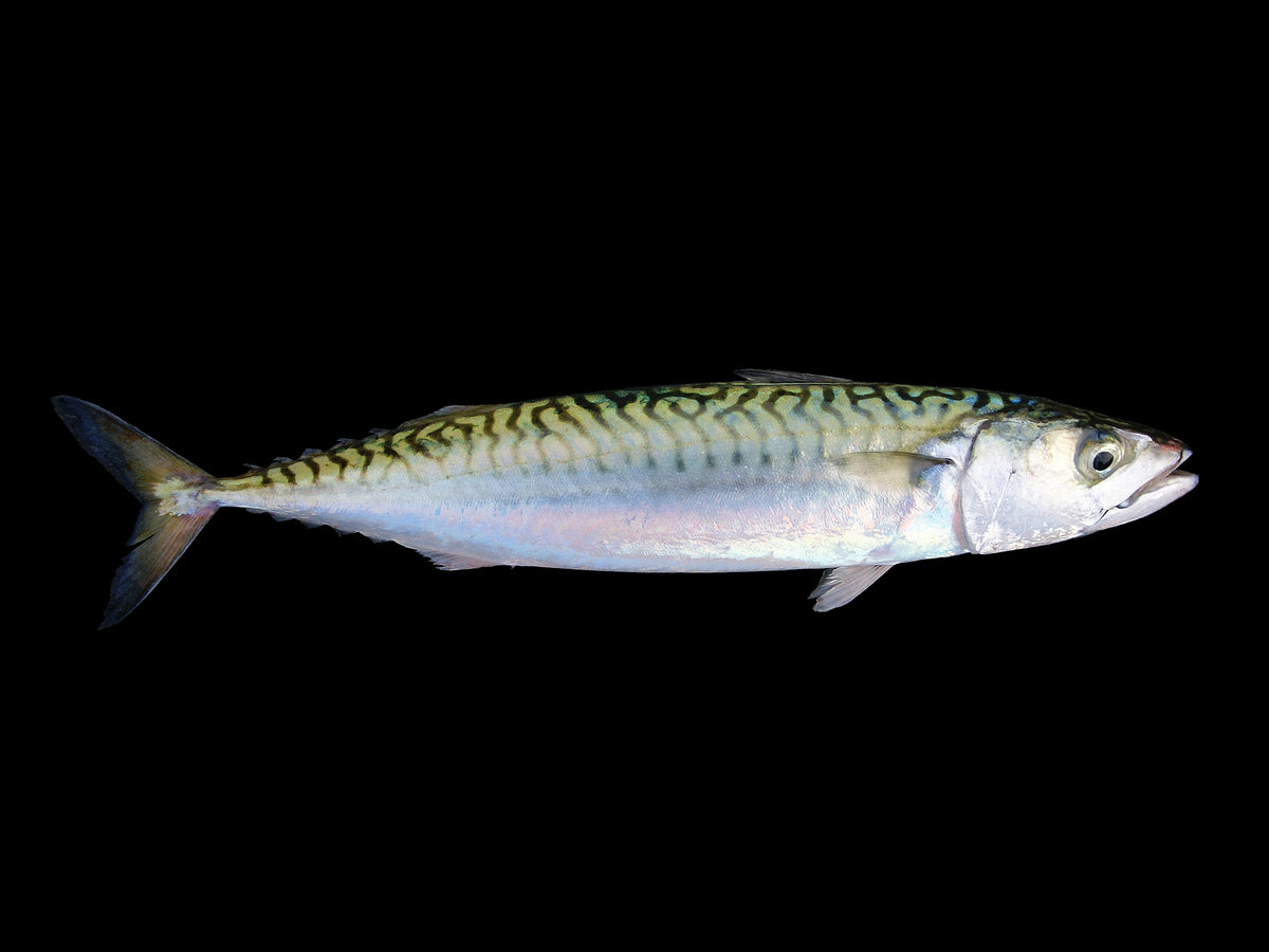 mackerel(saba)- 25*160G - Musashi Foods
