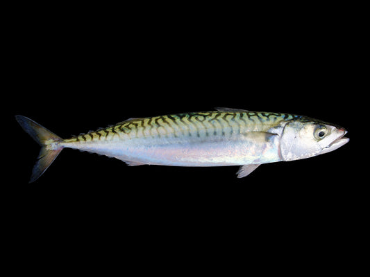 mackerel(saba)- 25*160G - Musashi Foods