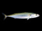 mackerel(saba)- 25*160G - Musashi Foods